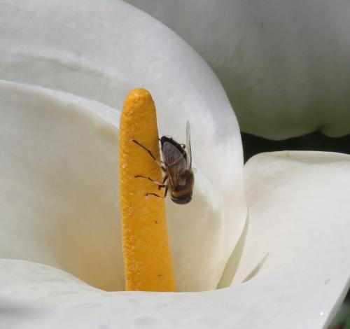 Eristalis similis